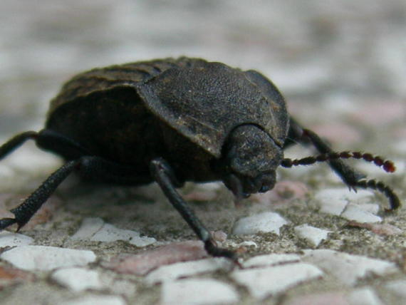 Tenebrionidae: Asida sabulosa sabulosa